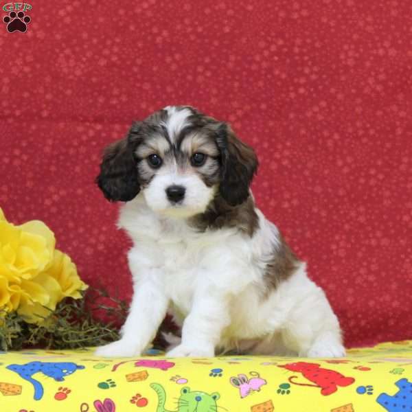 Peacock, Cavachon Puppy